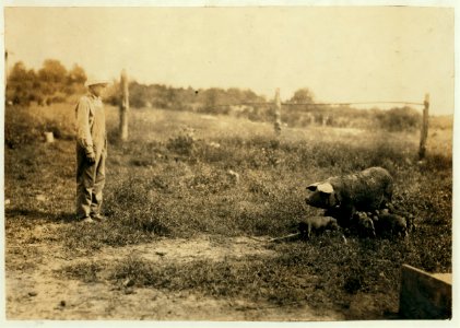 Homer Hunt tending pigs. See 4421 and 4422. LOC nclc.00469