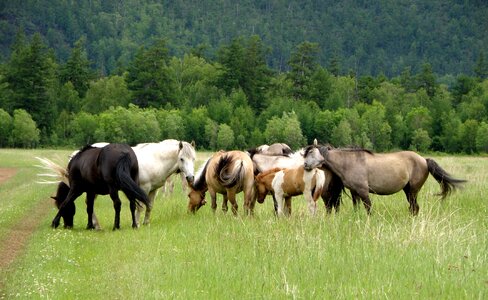 Pasture meadow foal photo