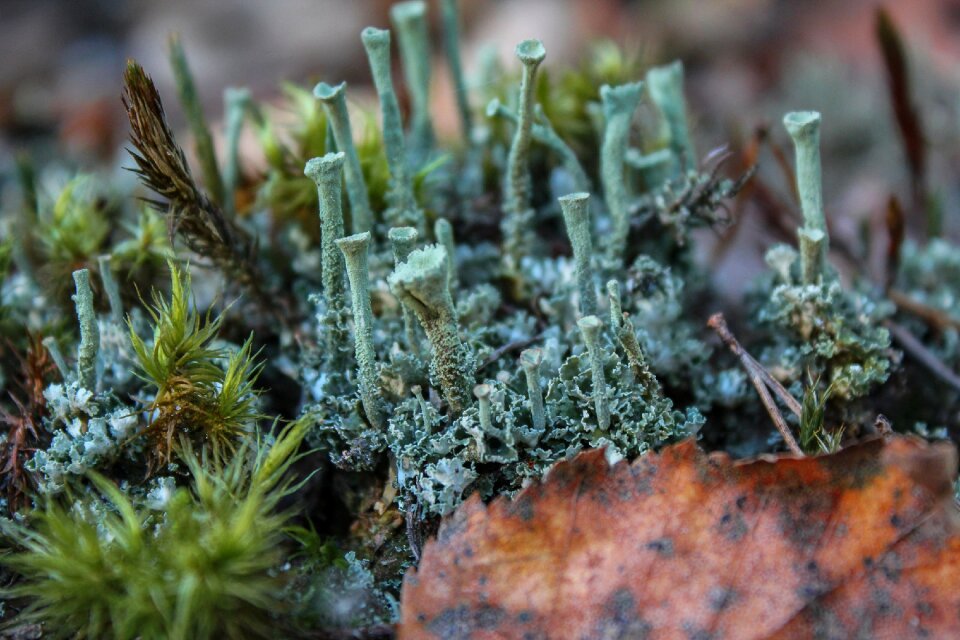 Moss forest nature