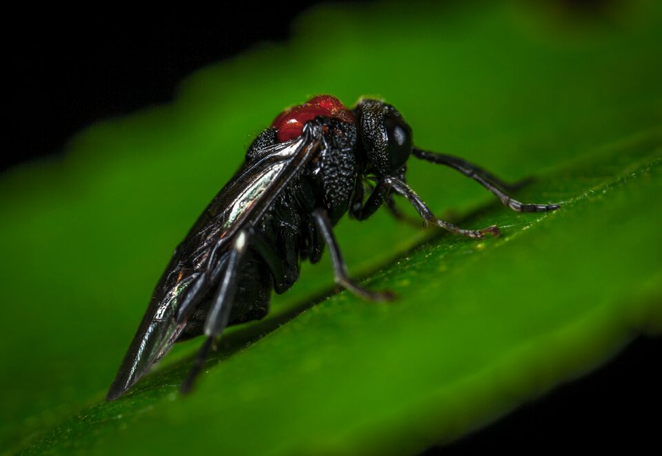 Bespozvonochnoe wing macro
