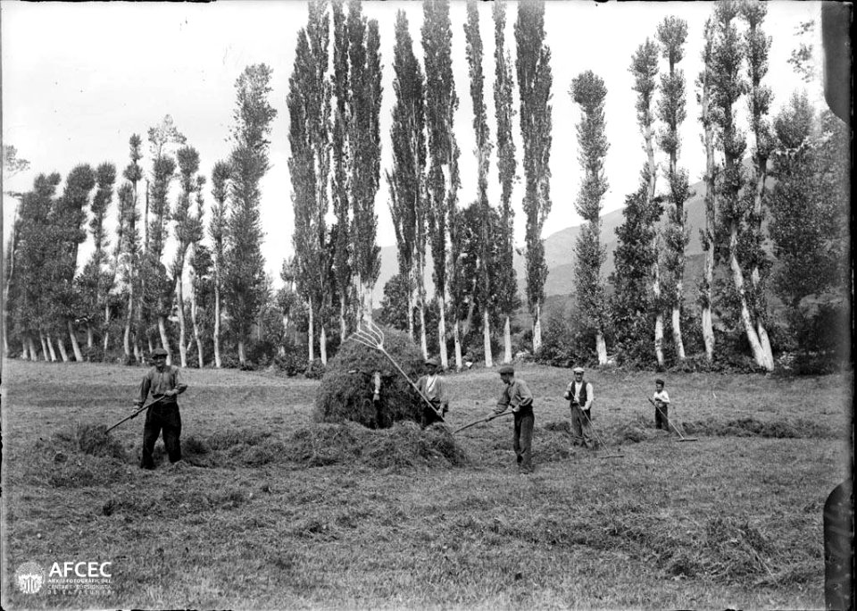 Homes recollint herba en un camp i carregant-la a un ruc, al fons una línia de pollancres (AFCEC MORELLO A 0614bis)