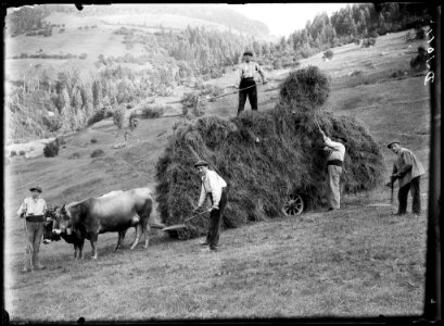 Homes recollint l'herba i carregant-la sobre un carro estirat per bous