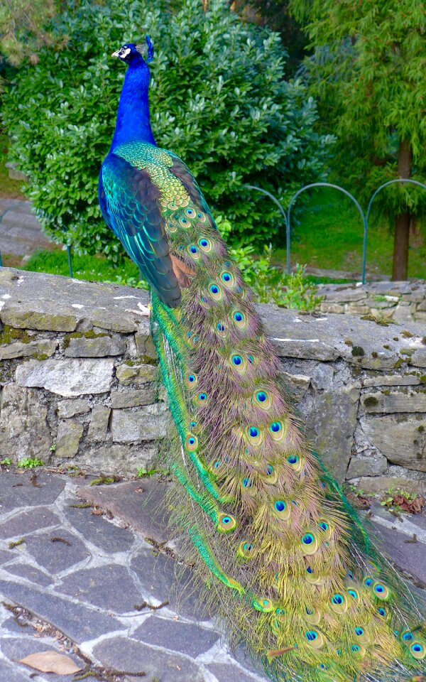 Peacock italy bergamo