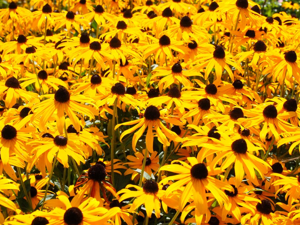 Ordinary sonnenhut garden shining coneflower