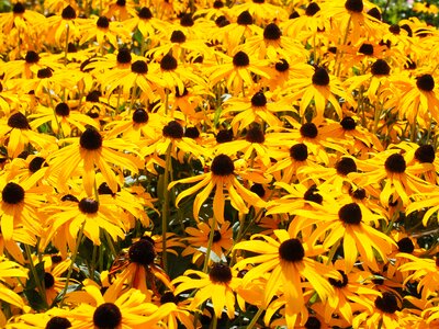 Ordinary sonnenhut garden shining coneflower photo