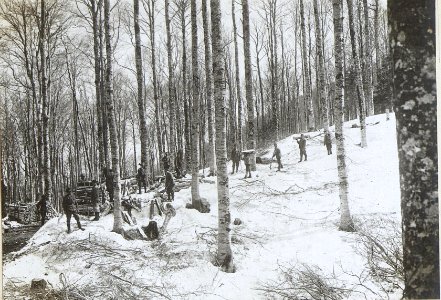 Holz und Kohlengewinnung in Predmeja (BildID 15596741)