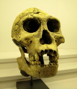 Homo Georgicus IMG 2920
