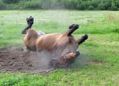 Animal summer field