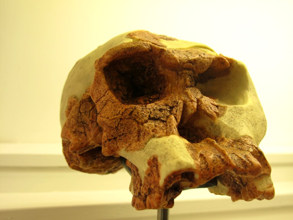 Homo habilis IMG 2913