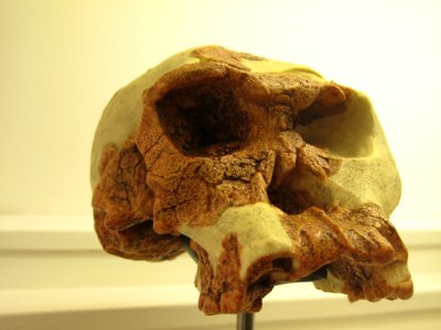 Homo habilis IMG 2913