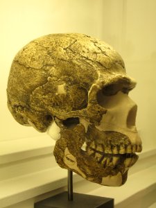 Homo neanderthalensis IMG 2942