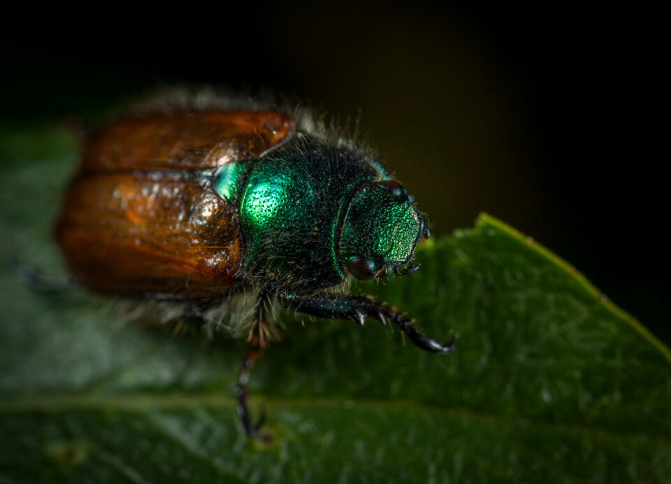 Animals bespozvonochnoe beetle