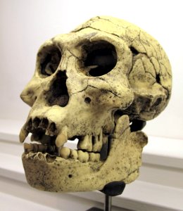 Homo Georgicus IMG 2922