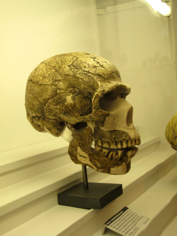 Homo neanderthalensis IMG 2940