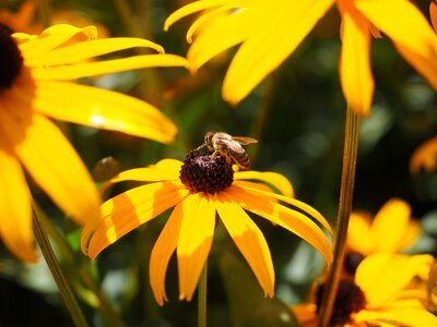 Pollination bee flowers photo