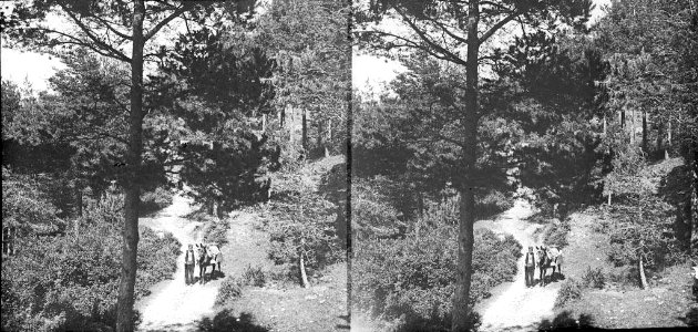 Home amb un mul en un camí enmig del bosc a Sant Jaume de Frontanyà