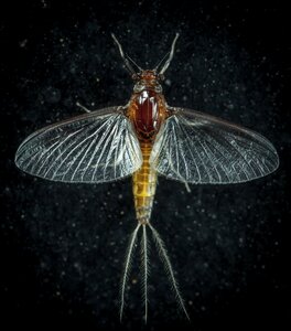 Nature animals macro