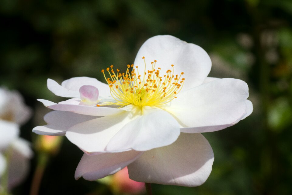Flower romance floral