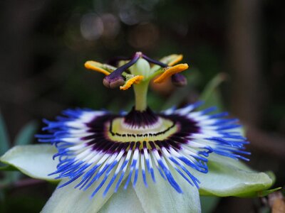 Blue passion flower passiflora caerulea photo