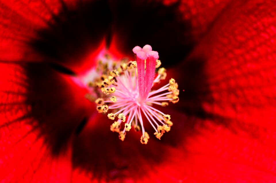 Swamp hibiscus ornamental plants plant