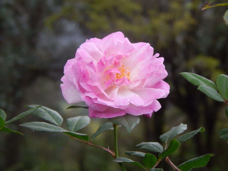 Pink flower pink petals pink