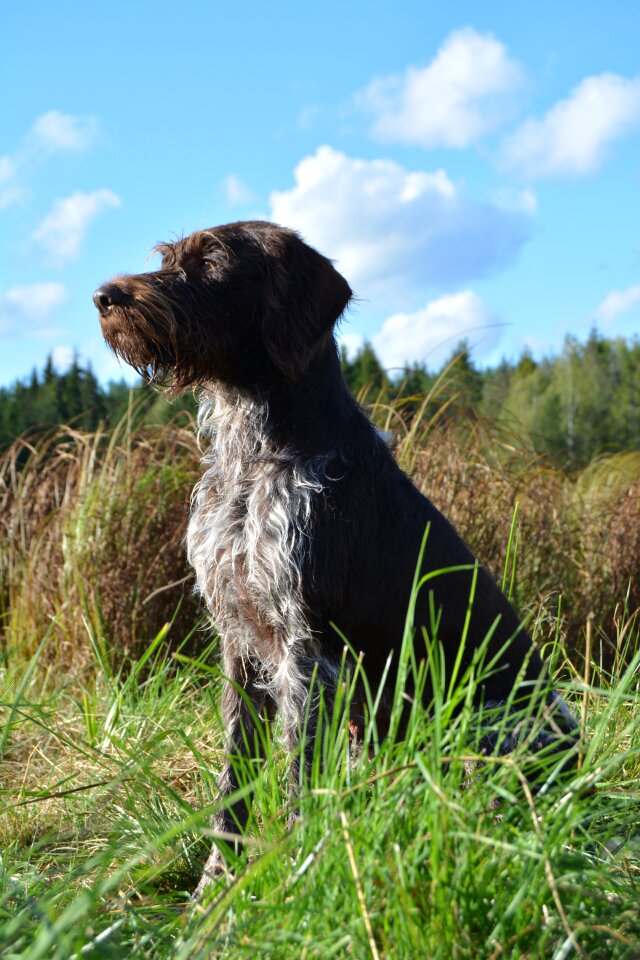 Dog outdoor mammal