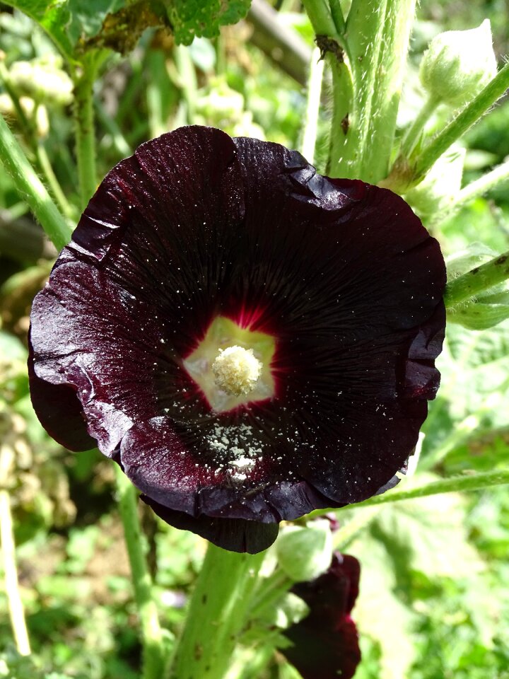 Mallow alcea rosea ordinary stock rose