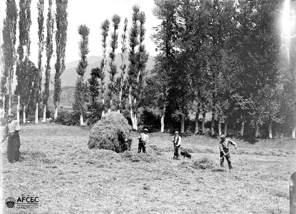 Homes recollint herba en un camp i carregant-la a un ruc, al fons una línia de pollancres