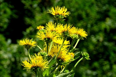 Inula medicinal plant iluna helenium