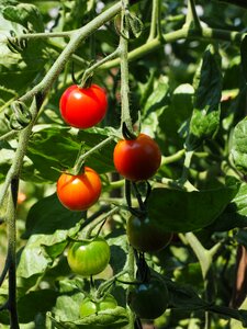 Food mature bush tomatoes photo