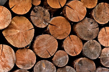 Brown nature wooden