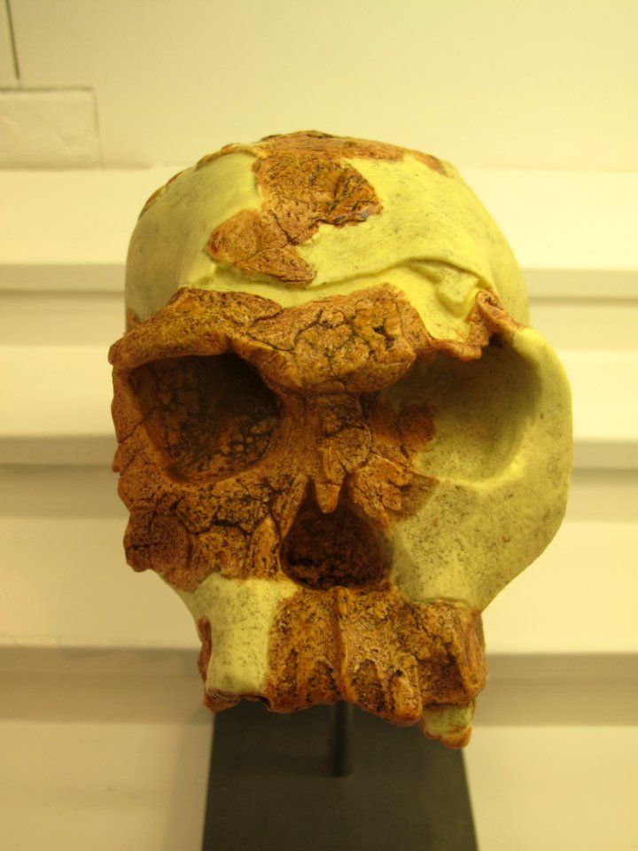 Homo habilis IMG 2915