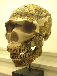Homo neanderthalensis IMG 2943
