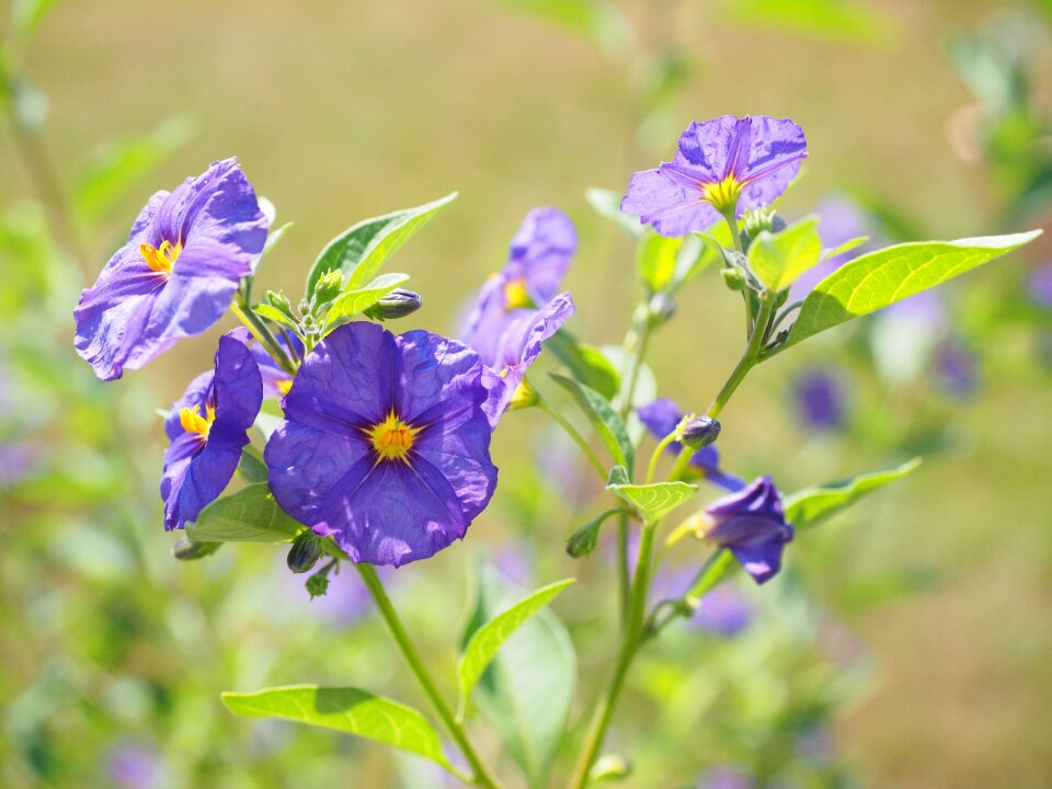 Purple blue violet lycianthes rantonnetii