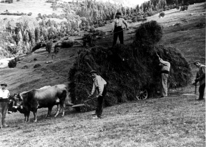 Homes recollins herba i un carro tirat per bous