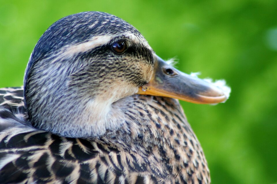 Bird pet animal
