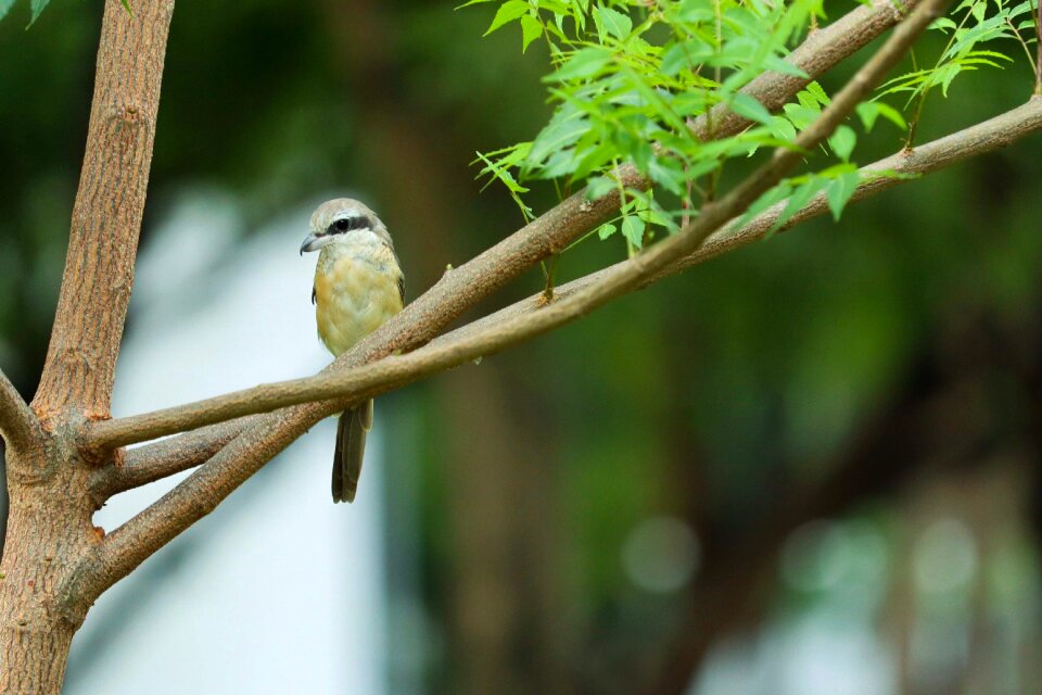 Tree wildlife bird