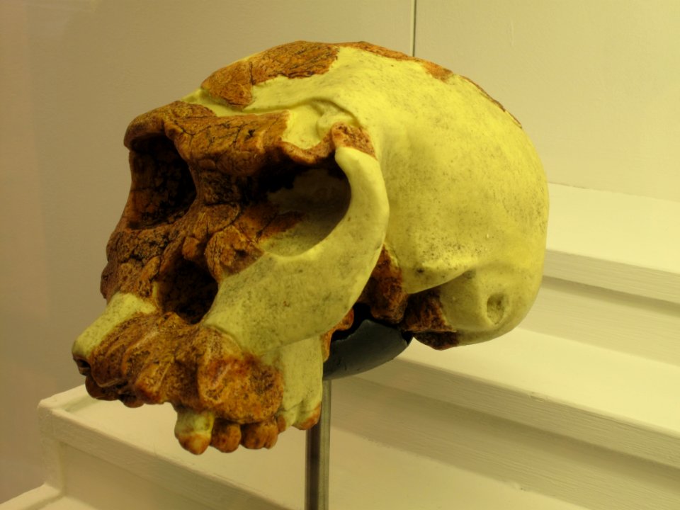 Homo habilis IMG 2911