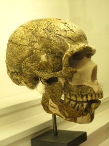 Homo neanderthalensis IMG 2941