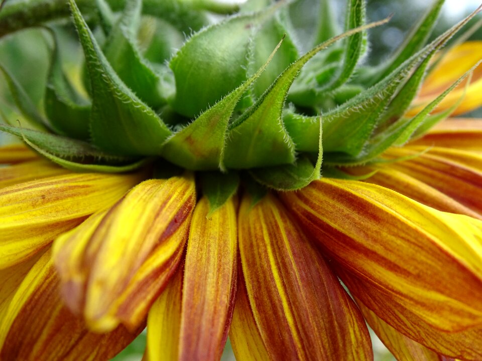 Sunflower dark sun flower Free photos