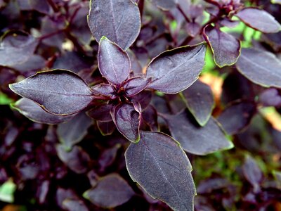 Mediterranean basil leaves culinary herbs