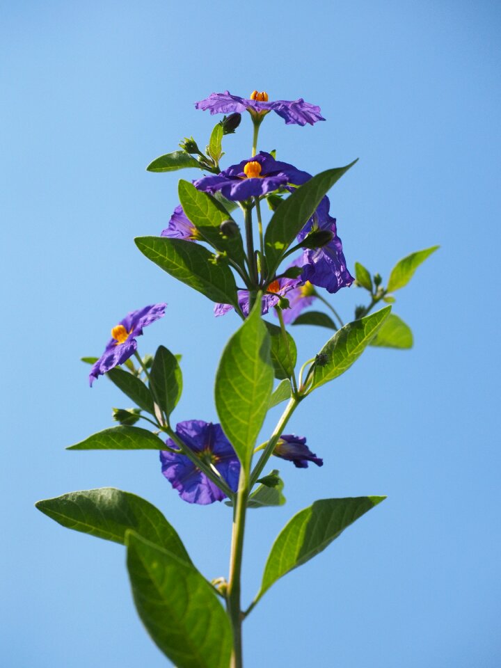Bush purple blue violet