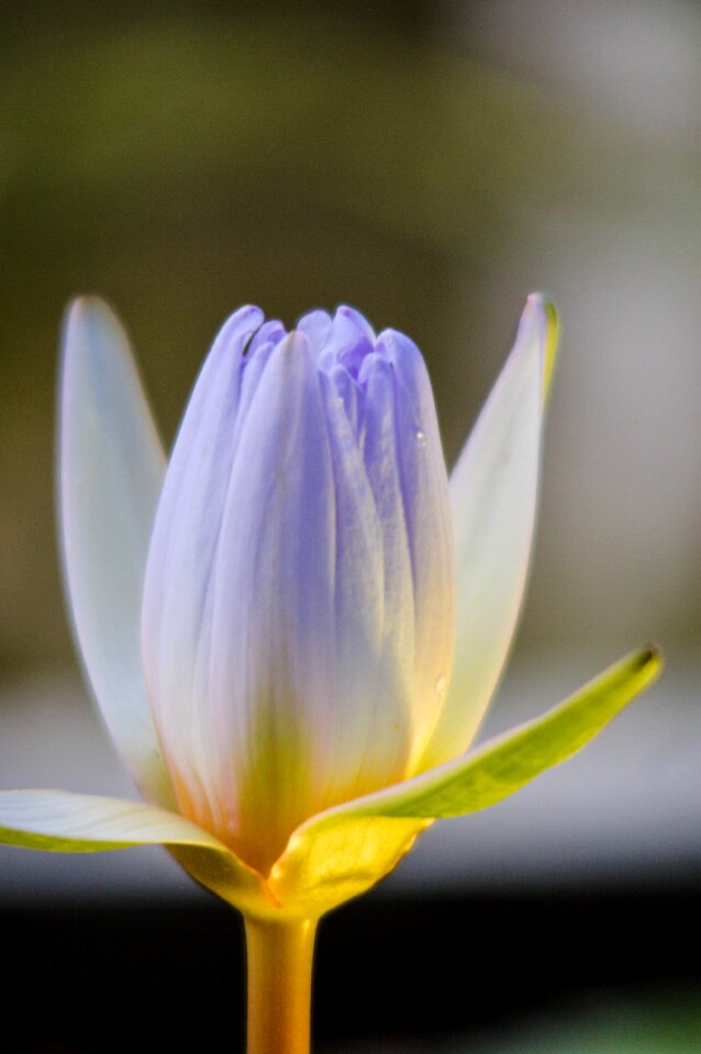 Lotus flower water white photo