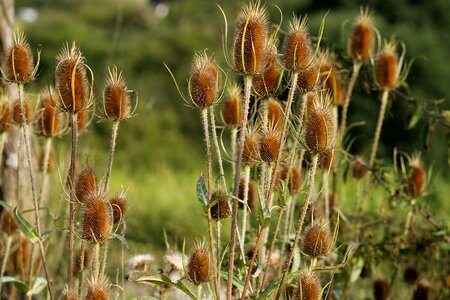 Prickly thistle dipsacaceae