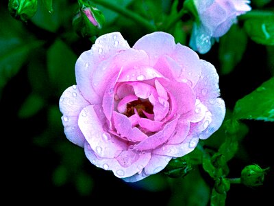 Summer garden rose rose bloom