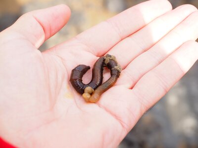 Sand worm pier worm polychaete