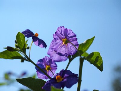 Bush purple blue violet photo