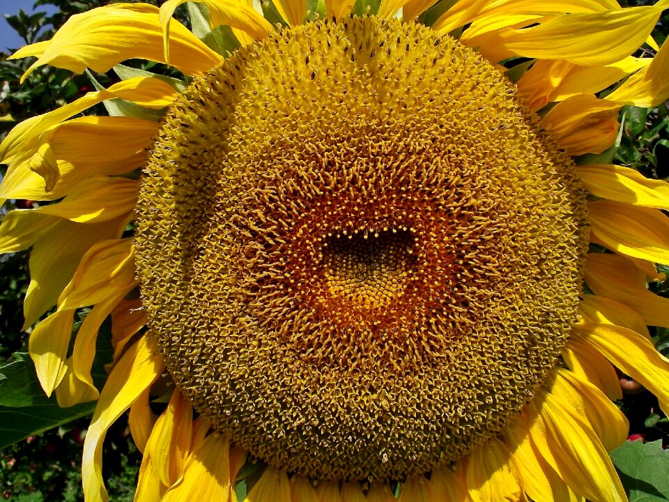 Flower sunflower beautiful