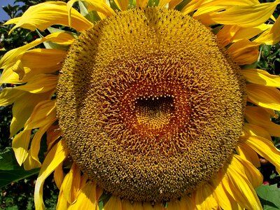 Flower sunflower beautiful