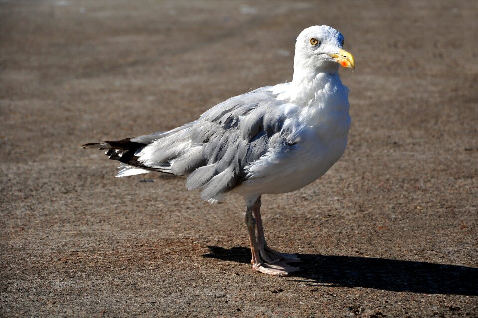 Bird the coast nature